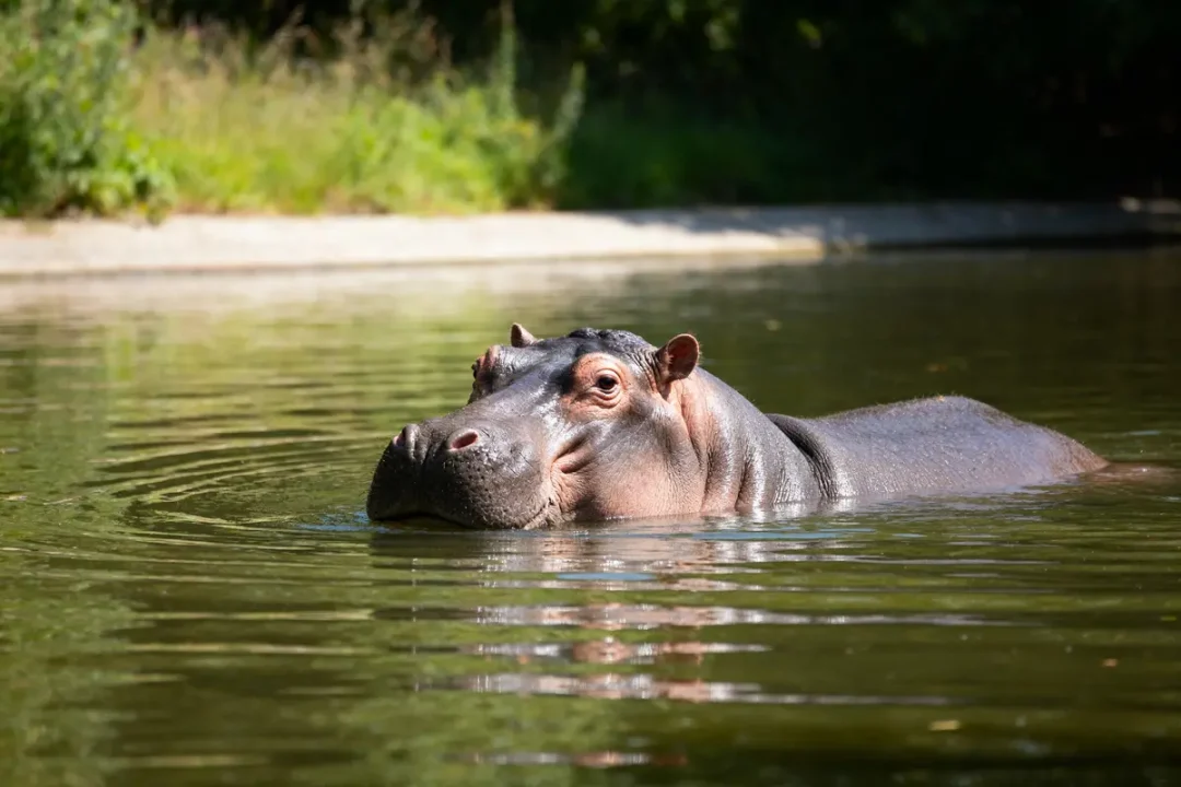 Hippopotame nageant paisiblement dans l'eau d'une rivière bordée de verdure