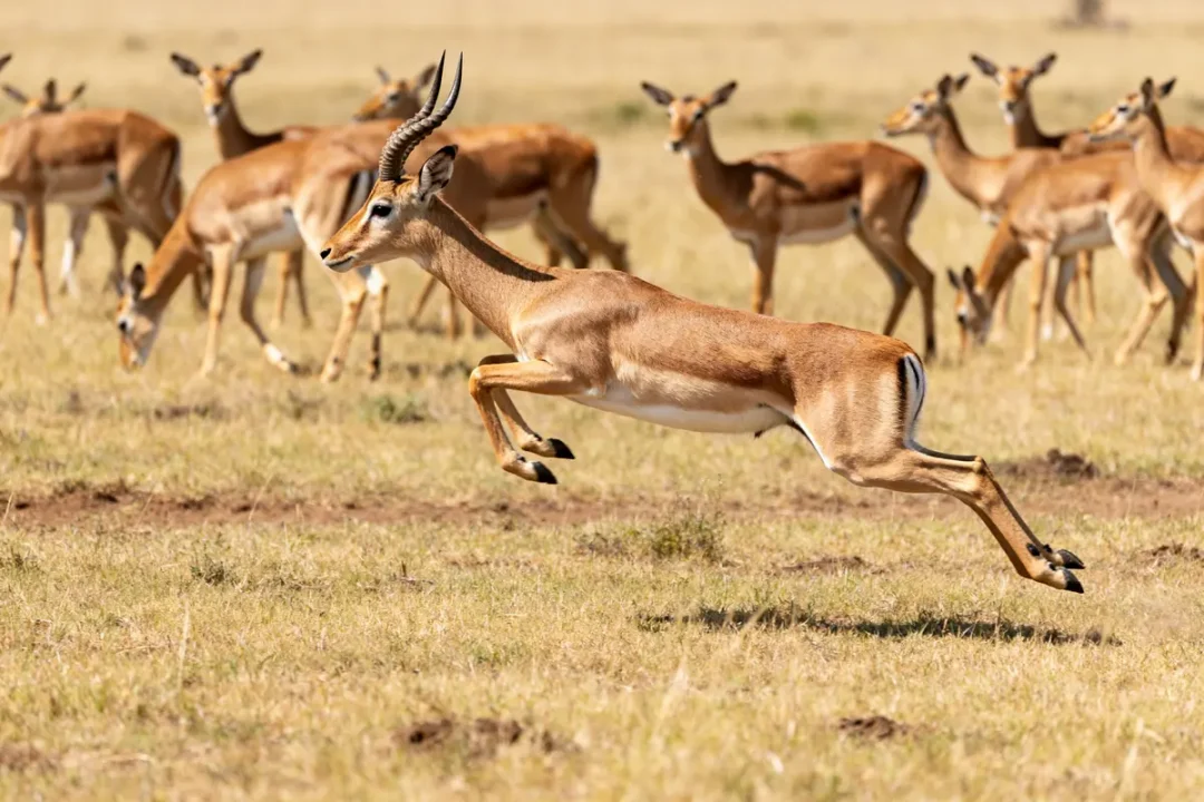 Un impala bondissant avec un troupeau en arrière-plan sur la savane africaine