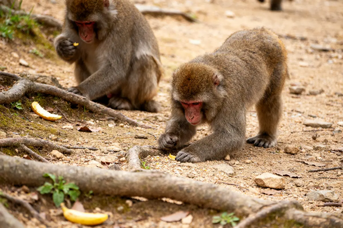 Deux macaques fouillant le sol près de bananes dans un environnement naturel.