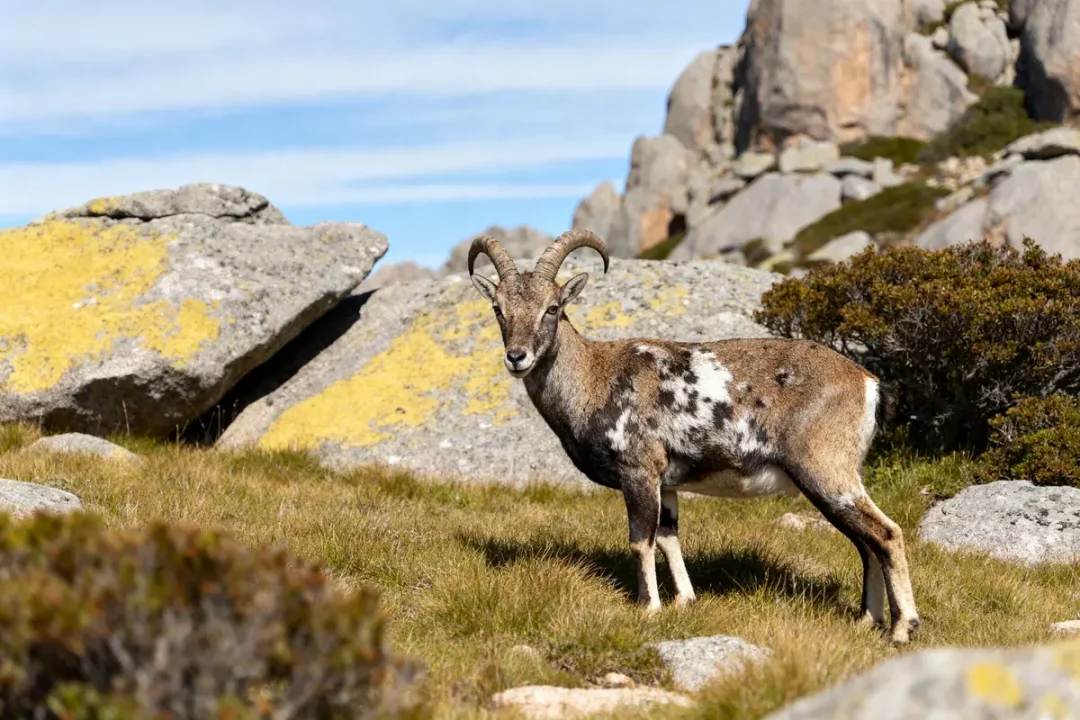 Mouflon adulte debout sur prairie rocheuse sous le soleil, entouré de buissons et rochers