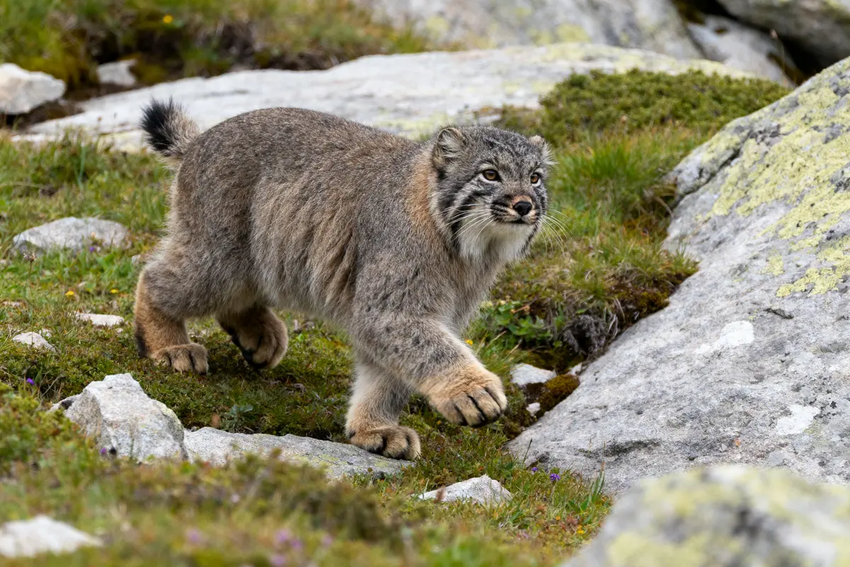 Chat sauvage marche sur des rochers moussus, un once animal majestueux en pleine nature