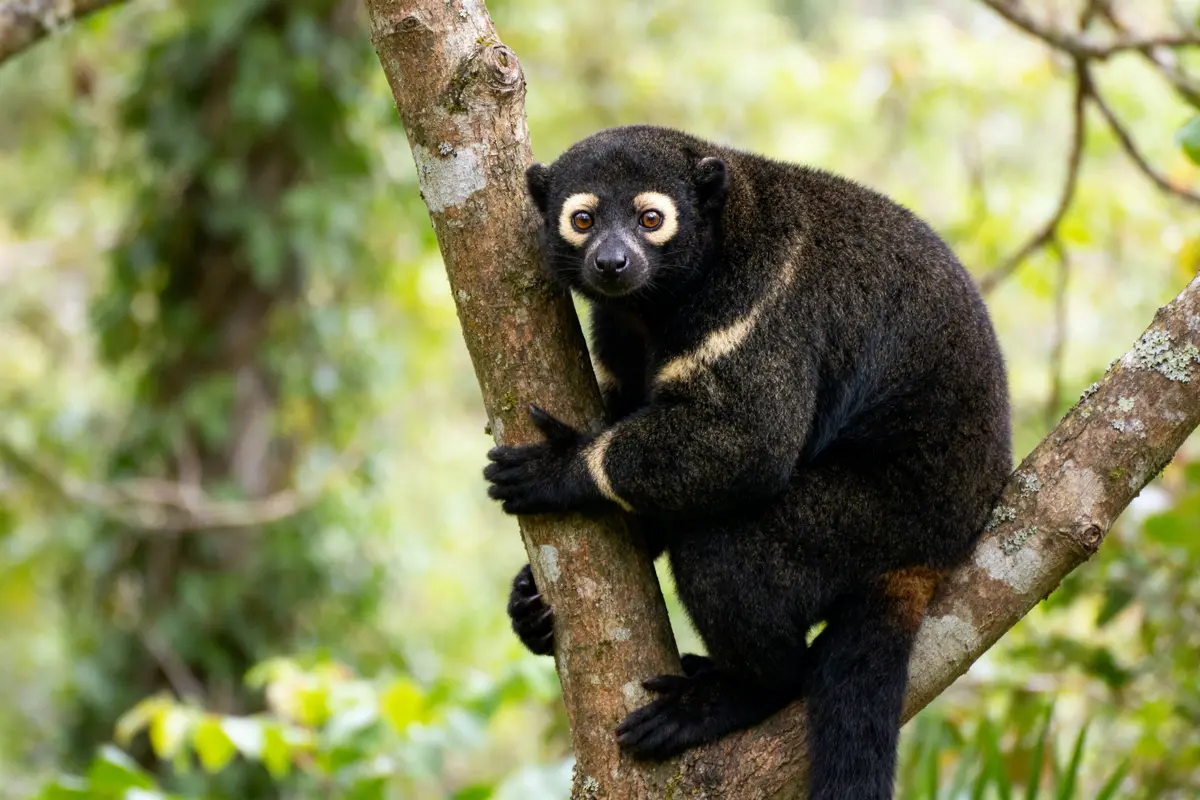 Un lémurien noir accroché à un arbre, souvent confondu avec un ours à lunette