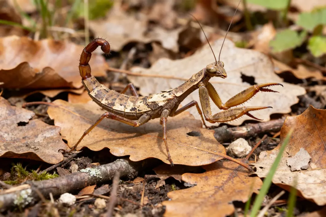 Phasme scorpion marché sur feuilles mortes en forêt automnale avec pattes et antennes visibles