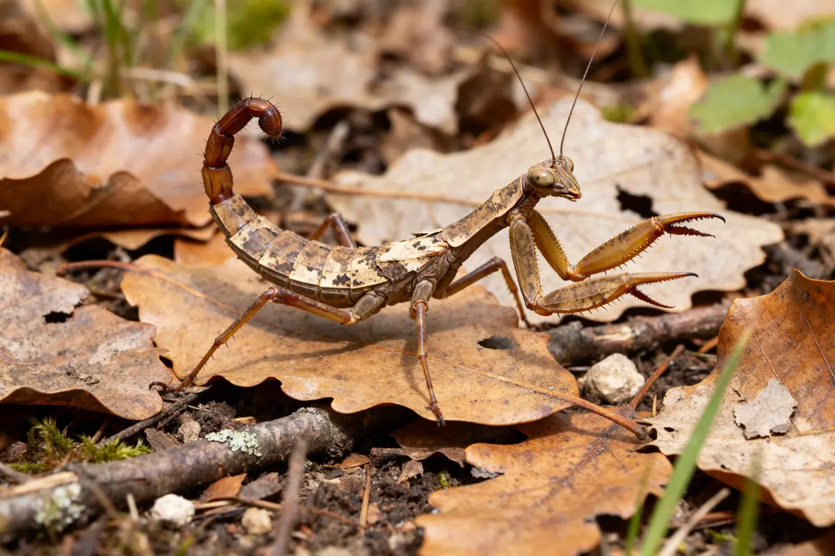Phasme scorpion marché sur feuilles mortes en forêt automnale avec pattes et antennes visibles