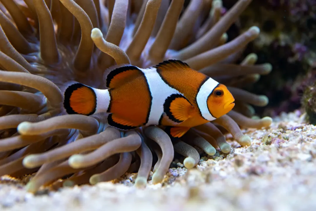 Poisson clown nageant parmi les tentacules d'une anémone dans l'océan