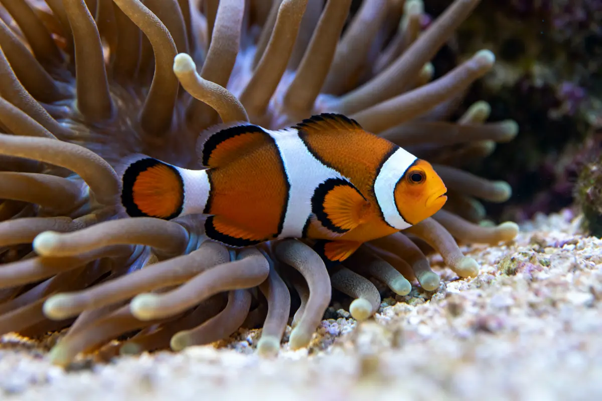 Poisson clown nageant parmi les tentacules d'une anémone dans l'océan