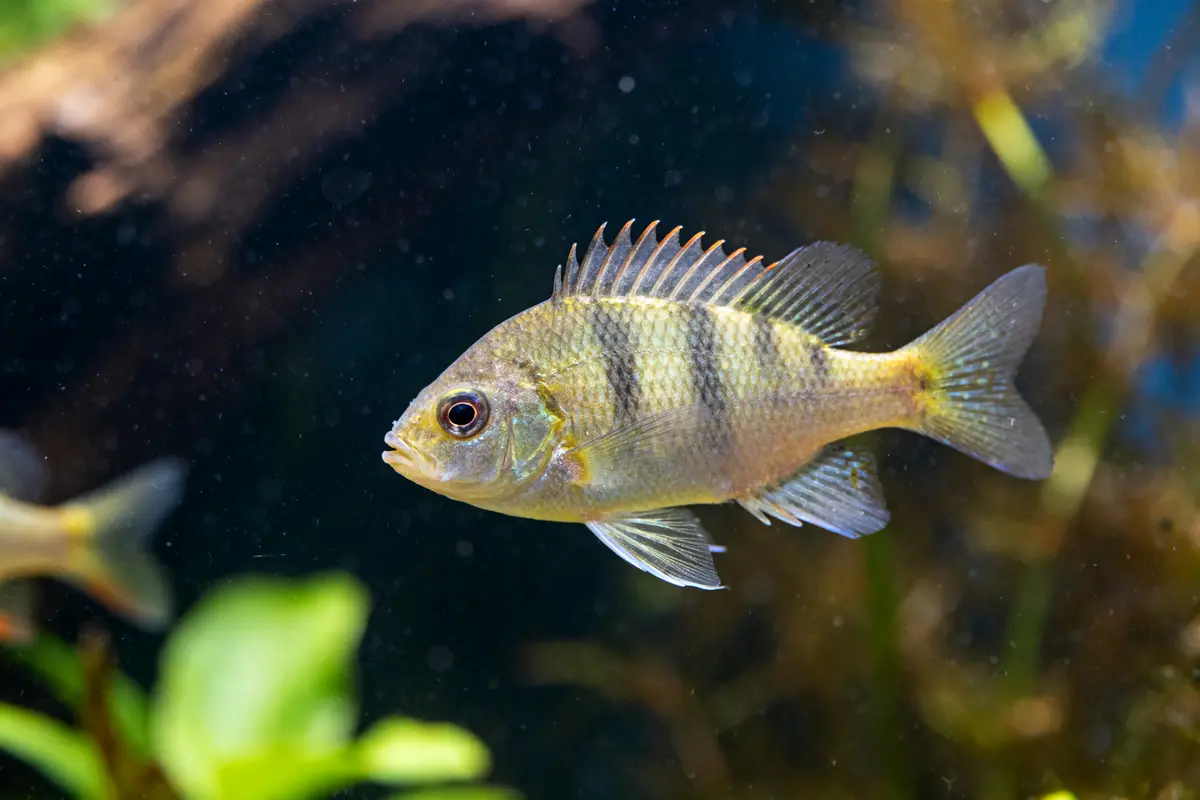 Poisson soleil nageant dans un aquarium avec des plantes vertes en arrière-plan