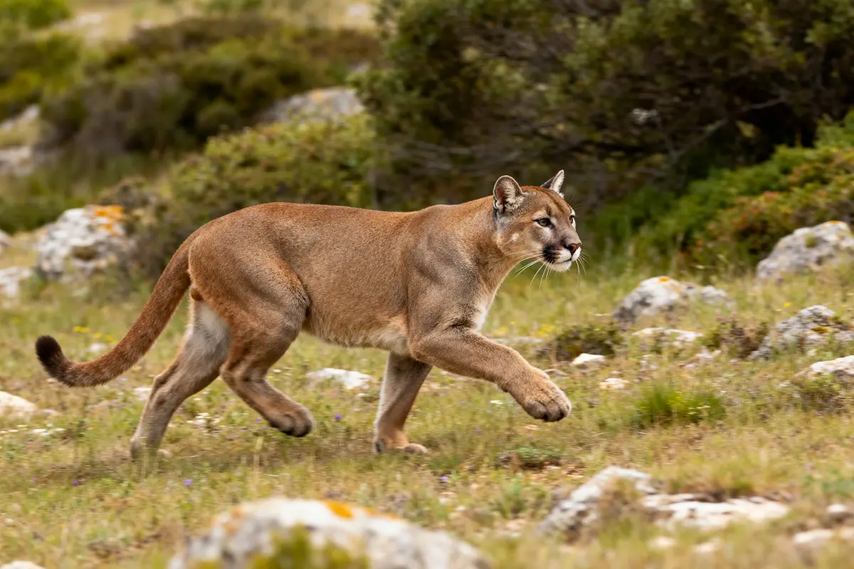 Puma animal marchant dans un paysage rocheux et verdoyant en pleine nature