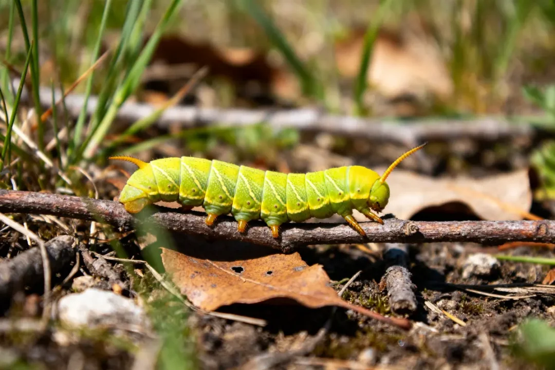 Une chenille verte rampante sur une branche entourée de feuilles et d'herbes
