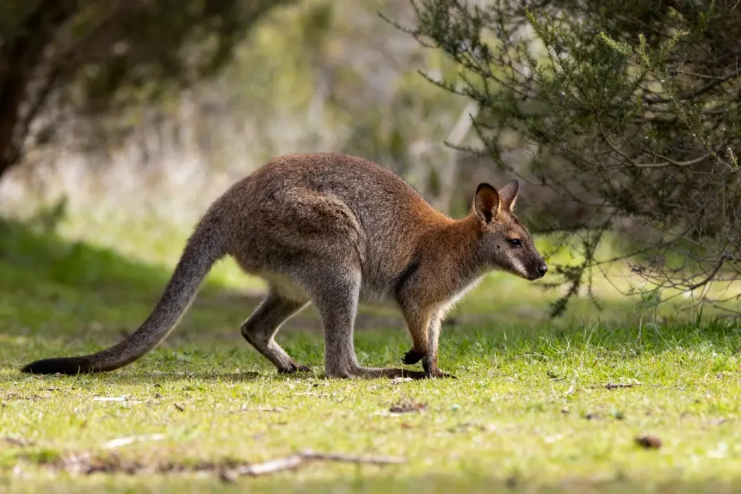 Wallaby broutant paisiblement dans un environnement naturel verdoyant en pleine journée ensoleillée