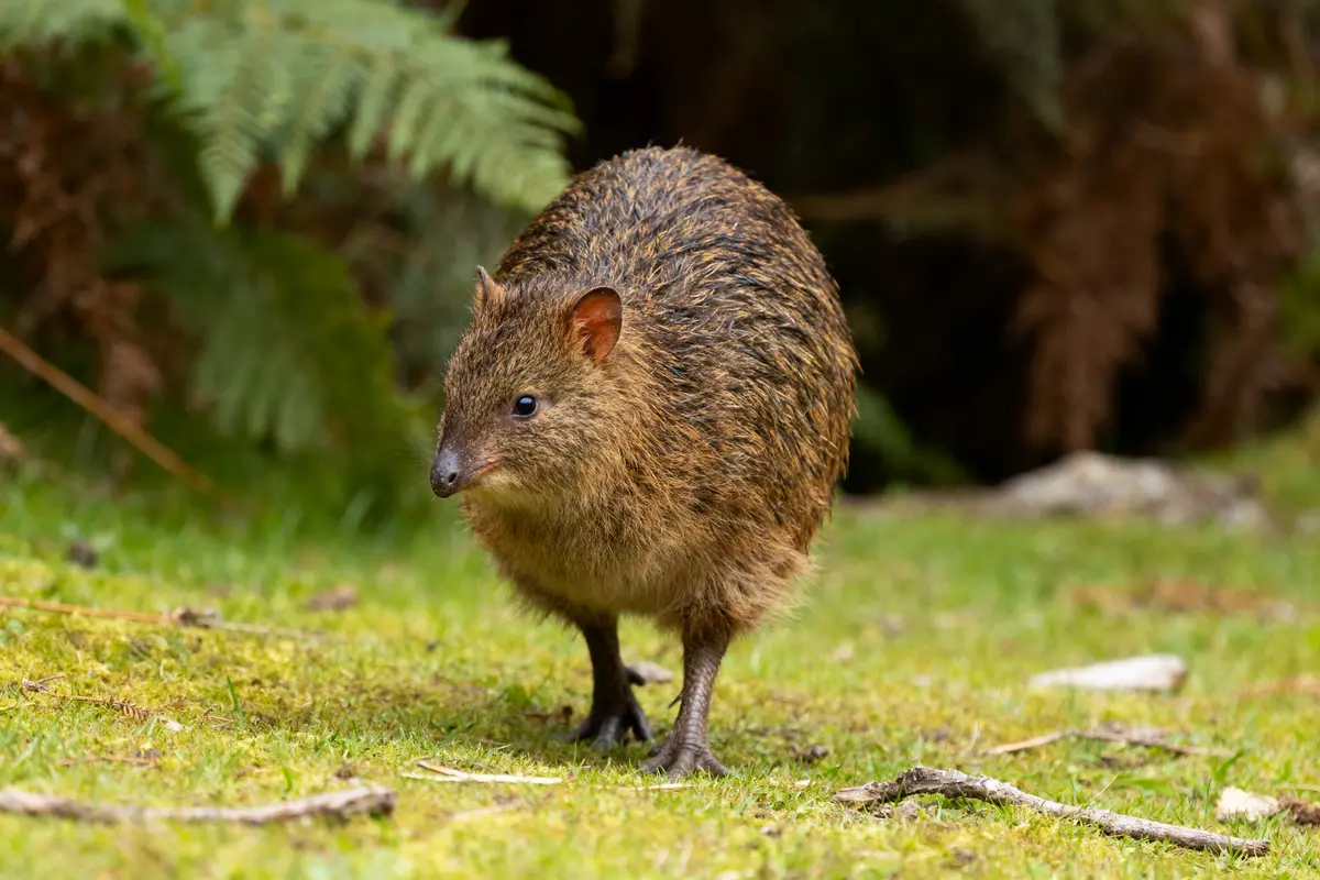 Un animal k marche sur l'herbe verte dans un environnement naturel boisé