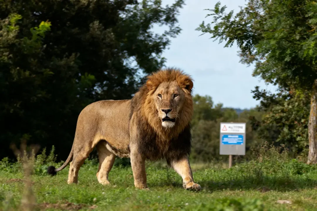 Lion majestueux marchant dans la nature, représentatif de l'animal par l'excellence