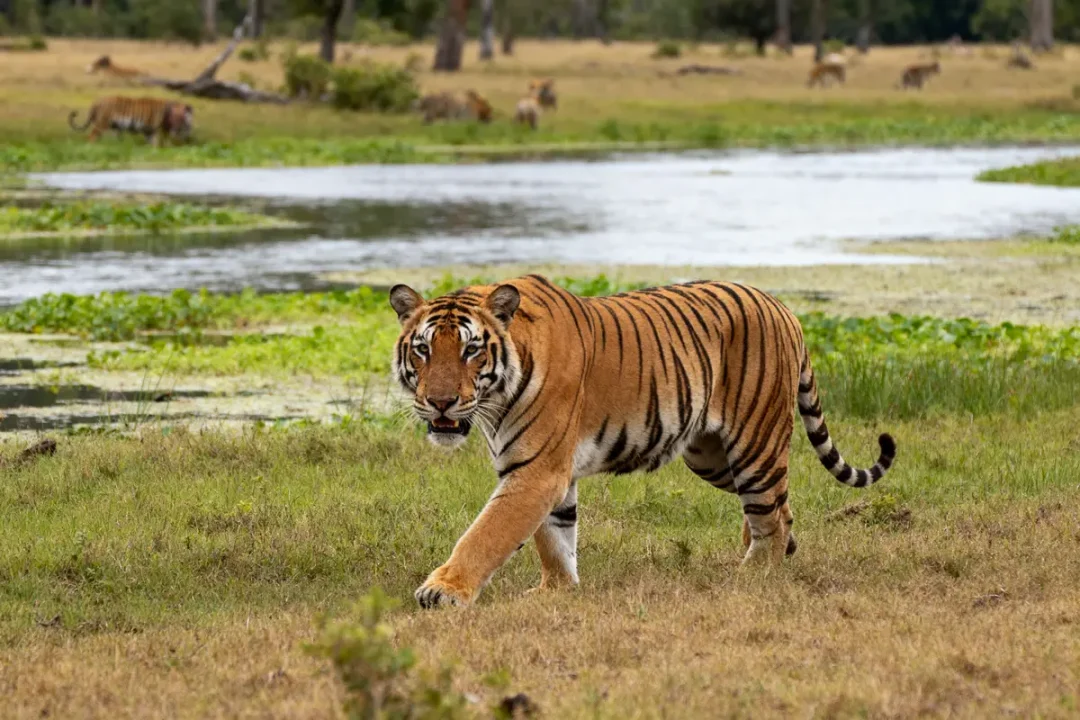 Tigre majestueux marchant près d'une rivière, animal par t typique de la savane verte