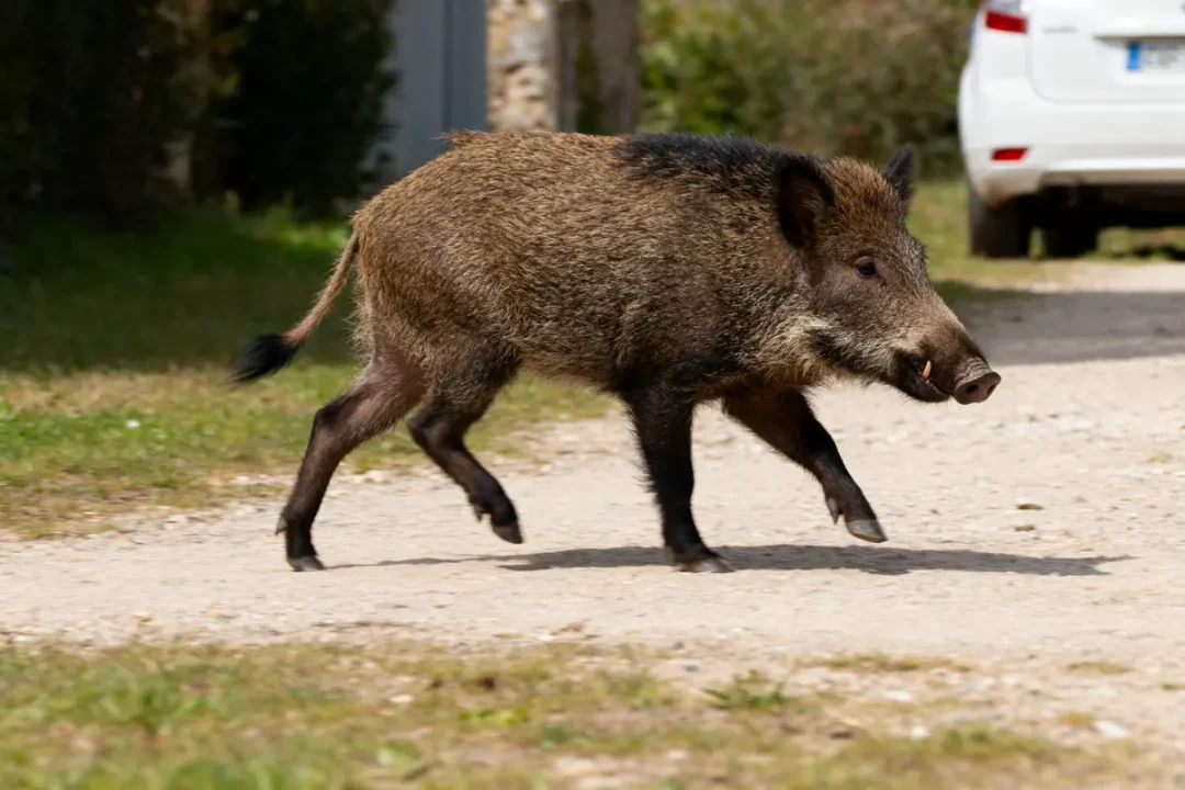 Un sanglier marchant sur un chemin près d'une voiture, animal sauvage observé en nature