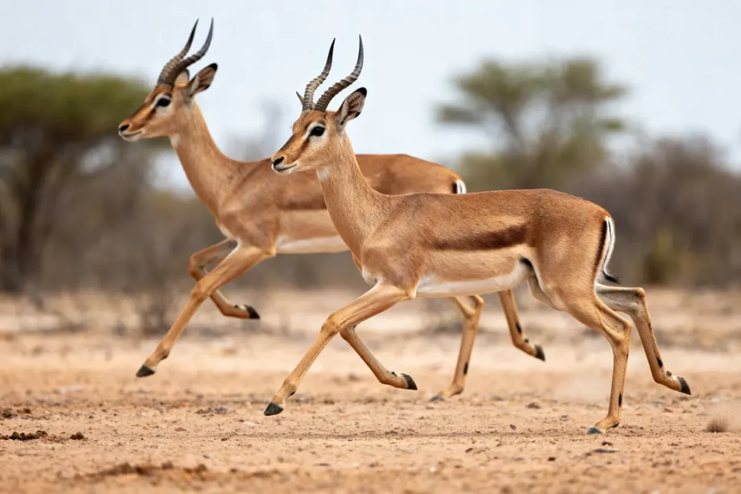 Deux antilopes antilopi galopant dans la savane africaine aride sous un ciel dégagé