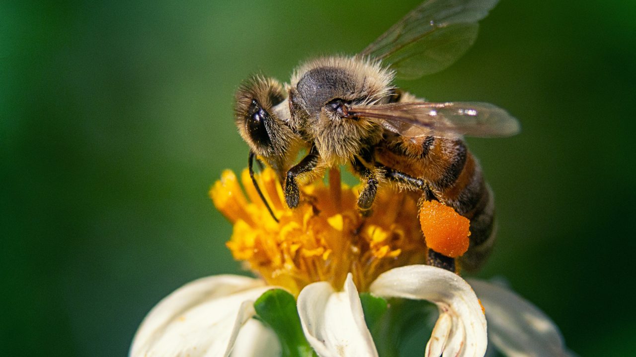 Apiculture : gérer une colonie d’abeilles efficacement