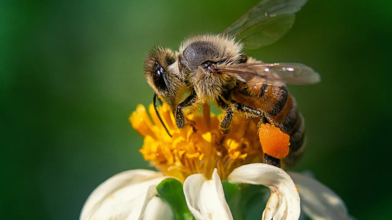 Apiculture : gérer une colonie d’abeilles efficacement