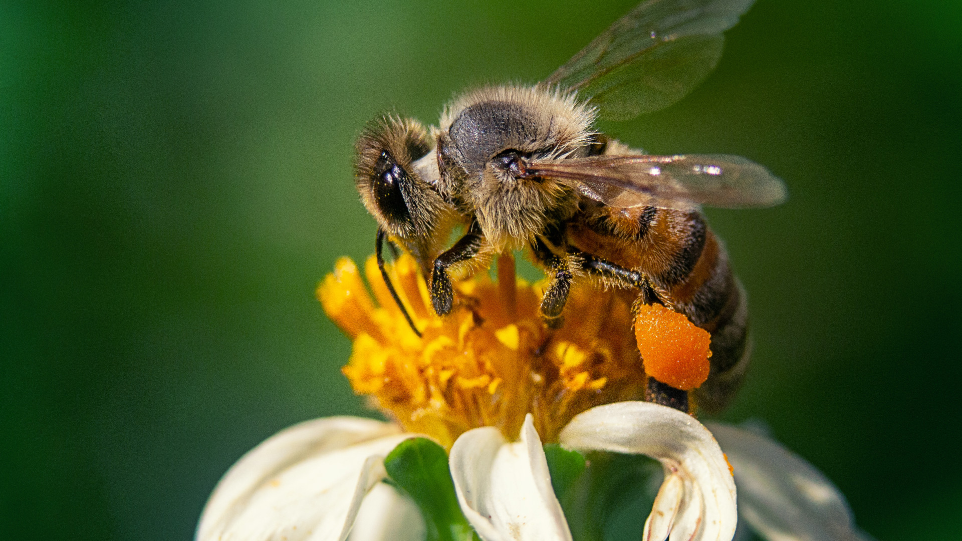 Apiculture : gérer une colonie d’abeilles efficacement