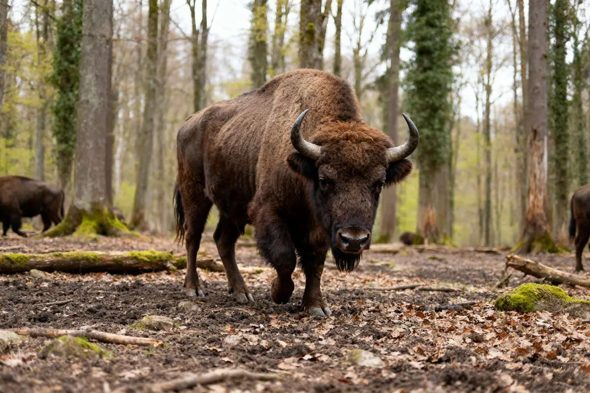 Bison d'Europe marchant dans une forêt dense au sol couvert de feuilles mortes