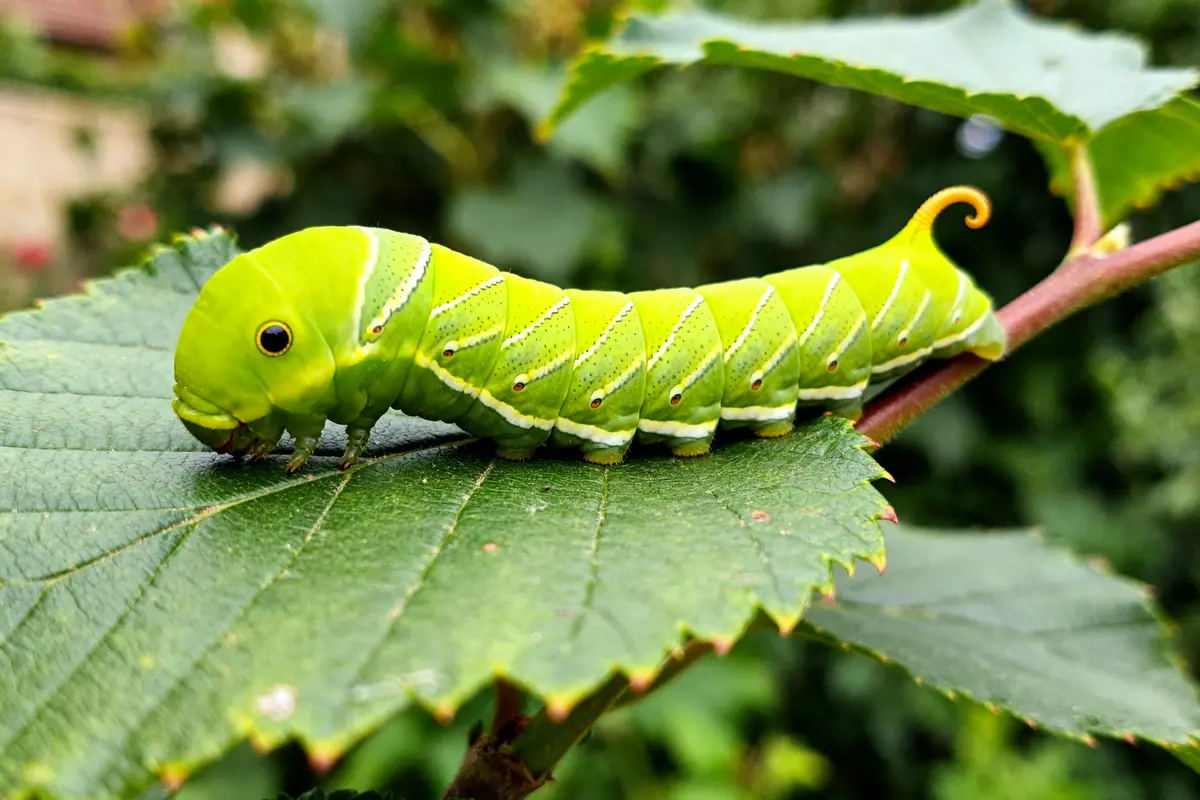 Chenille verte fluo vibrant sur une feuille verte dans un jardin luxuriant