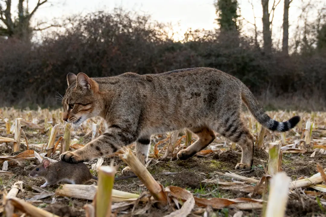 Chat felinae sauvage chassant un rongeur dans un champ de maïs coupé