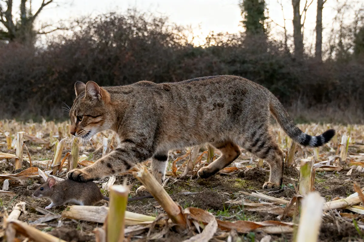 Chat felinae sauvage chassant un rongeur dans un champ de maïs coupé