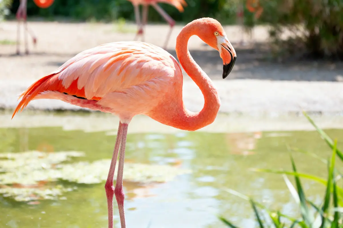 Flamant rose debout près de l'eau dans un environnement naturel verdoyant et ensoleillé