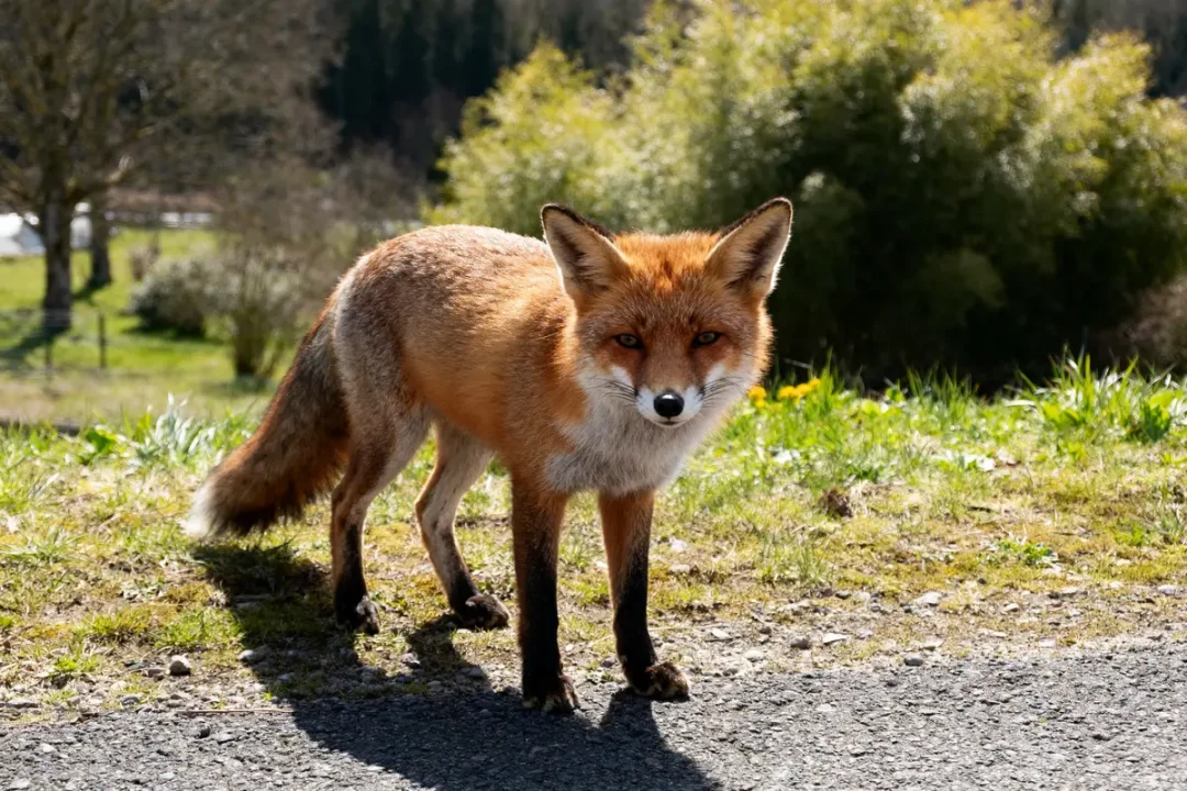 Renard roux ressemblant à un kitsune dans un paysage naturel ensoleillé
