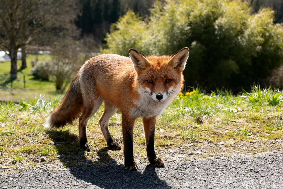 Renard roux ressemblant à un kitsune dans un paysage naturel ensoleillé