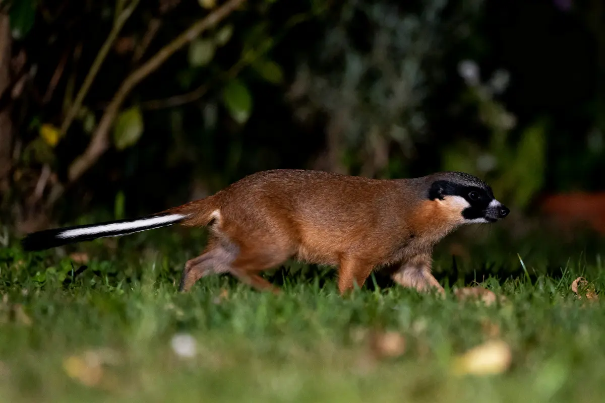 Un lerot se promène dans l'herbe, éclairé de nuit par une douce lumière naturelle