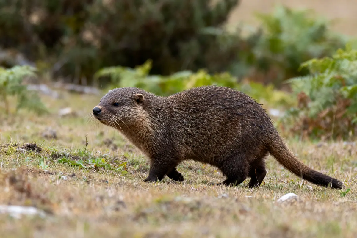 Marmotte brune, mammifère en v, se déplaçant sur l'herbe dans un environnement naturel