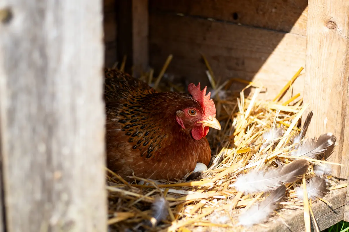 Poule couver œuf dans un nichoir en bois sur lit de paille et plumes