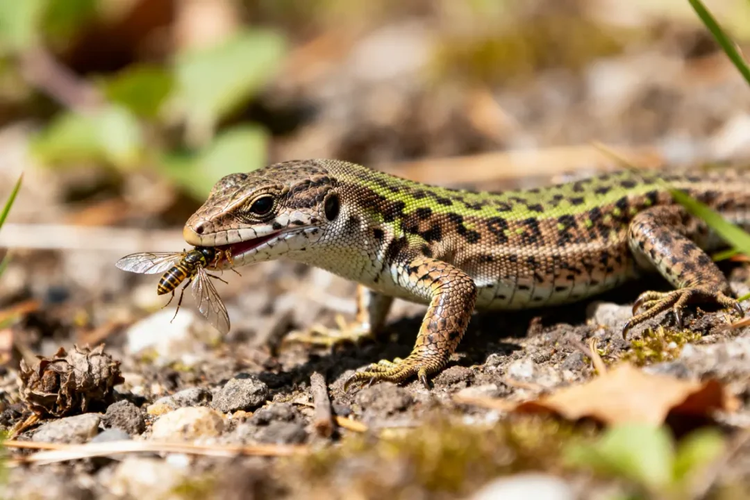 Lézard mangeant une guêpe sur sol rocailleux que mange les lézards dans la nature
