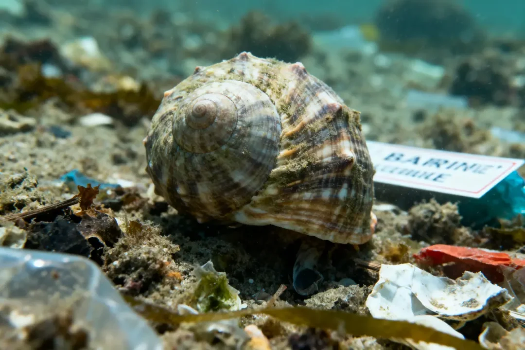 Coquillage sur le fond marin avec déchets plastiques environnants, illustrant la pollution océanique.