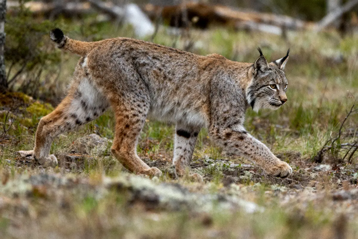 Lynx eurasien marchant dans une forêt, à travers l'herbe et les pierres.