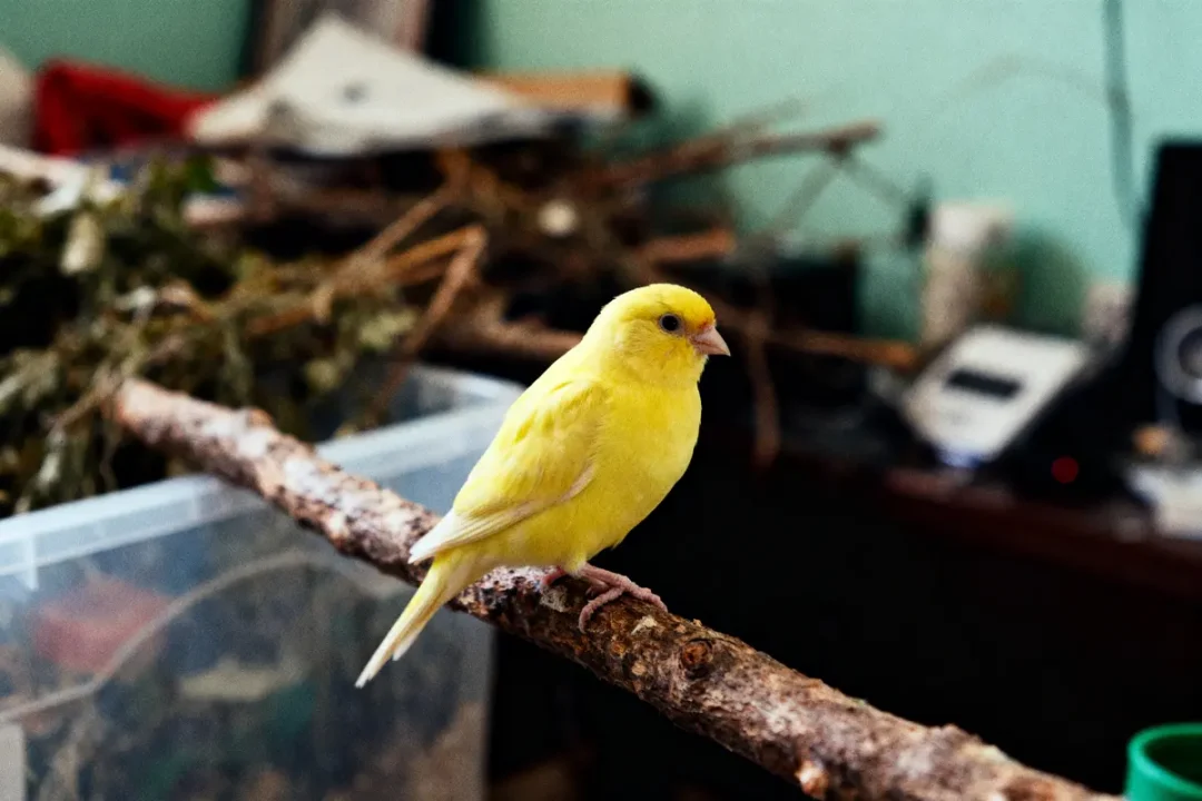 Un canari jaune posé sur une branche, en intérieur, arrière-plan flou.
