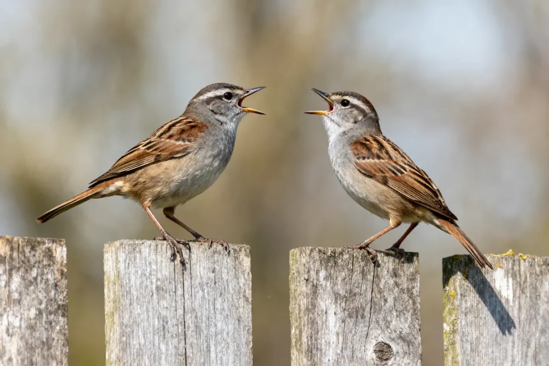 Deux moineaux chantent sur une clôture en bois, avec un fond flou naturel.