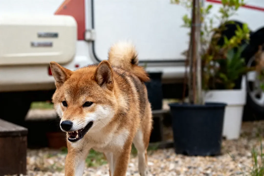 Chien Shiba Inu grognant, debout devant une caravane et des plantes en pots. Terrain en graviers.