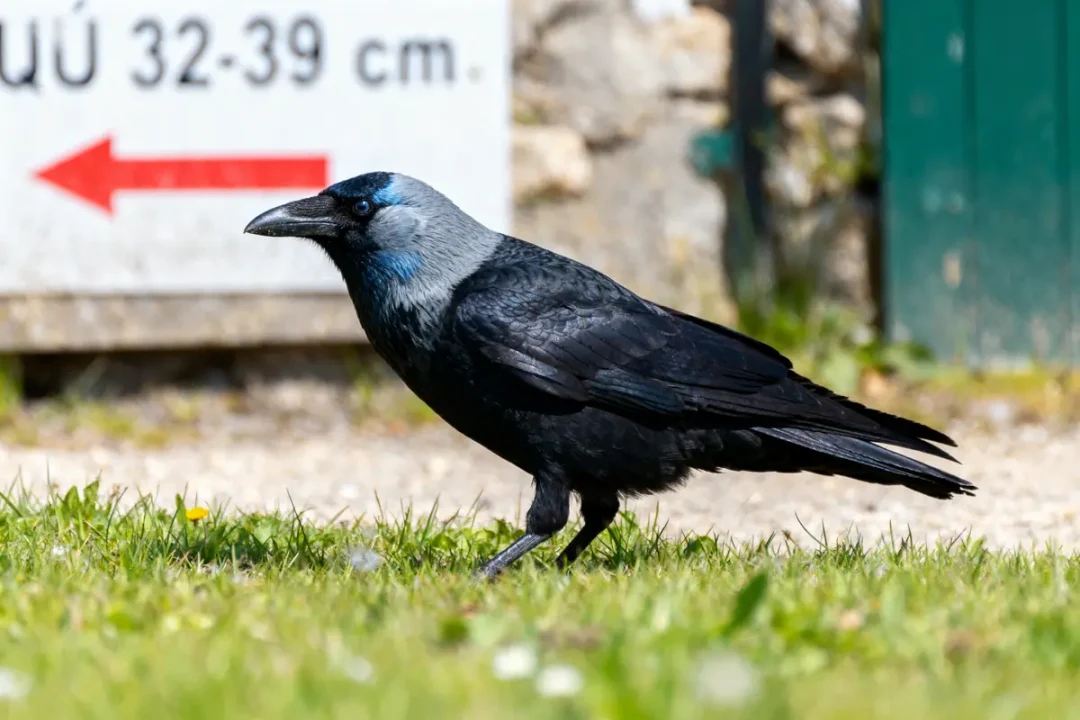 Une corneille noire sur l'herbe, panneau flou en arrière-plan indiquant une distance en centimètres.