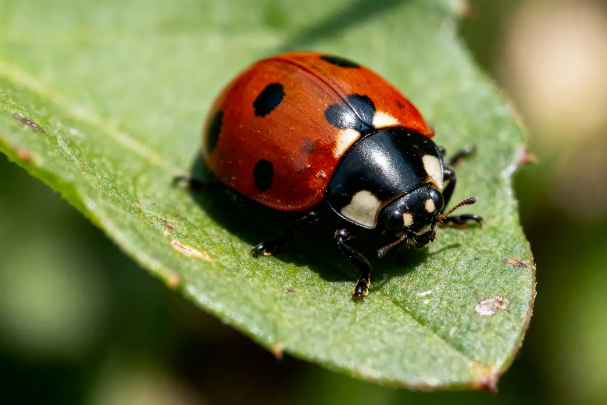 Coccinelle rouge à points noirs posée sur une feuille verte en gros plan. Fond flou.