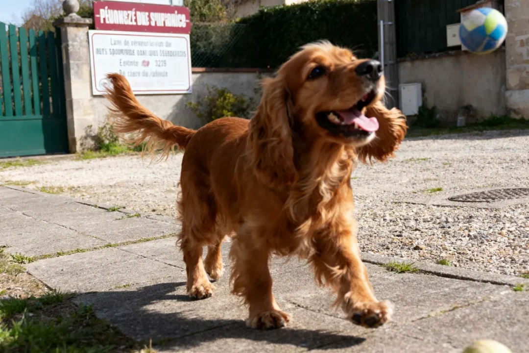 Chien cocker spaniel courant joyeusement sur un trottoir, langue dehors, arrière-plan flou, signes en mur.