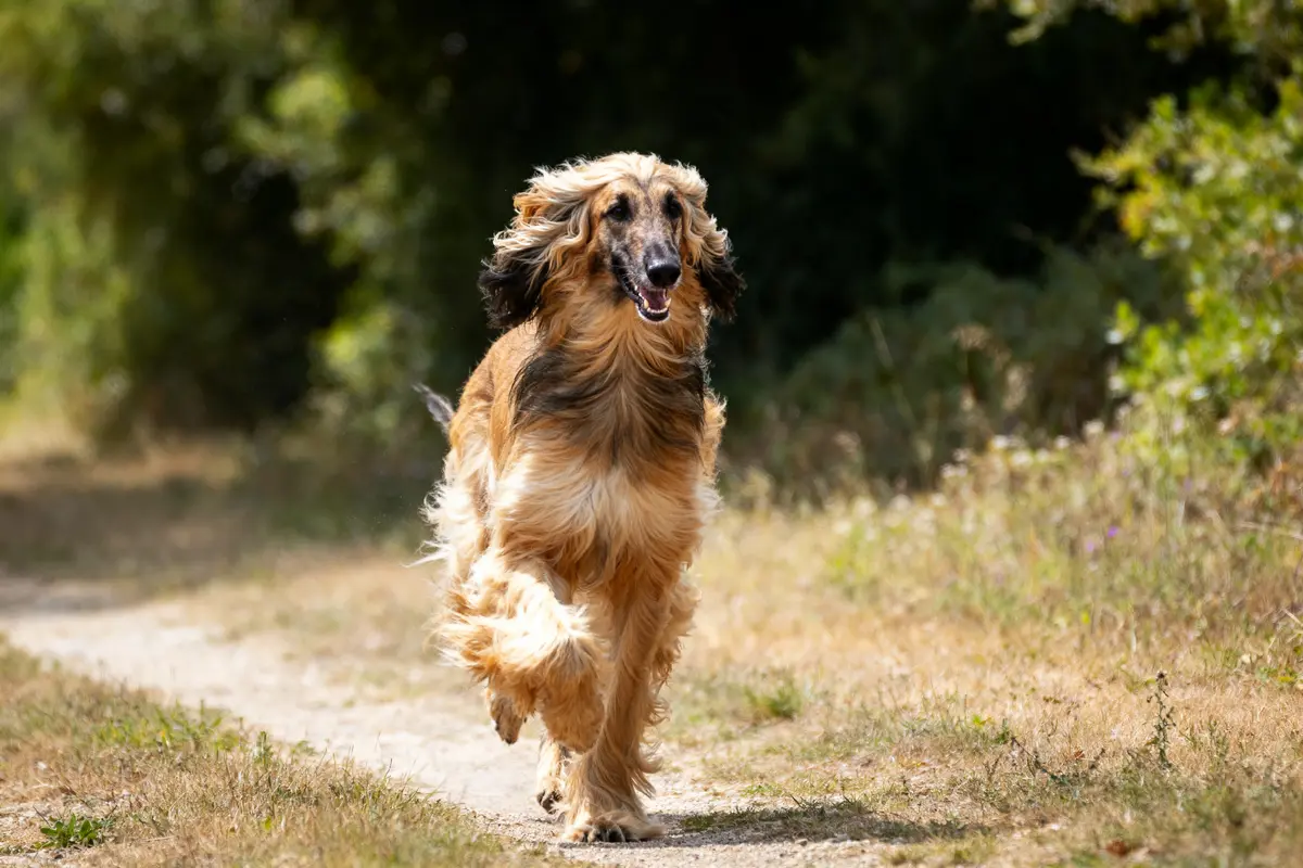 Chien Afghan en pleine course sur un chemin, entouré de verdure ensoleillée.