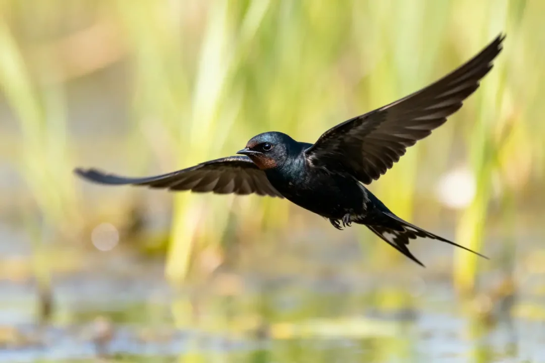 Une hirondelle en plein vol dans un environnement naturel flou, avec herbes en arrière-plan.