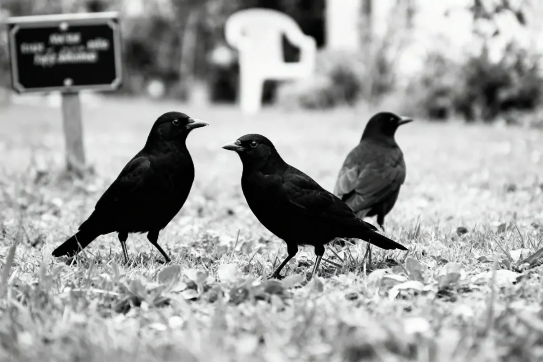 Trois corbeaux noirs se tiennent sur l'herbe, avec une chaise floue en arrière-plan. Image en noir et blanc.