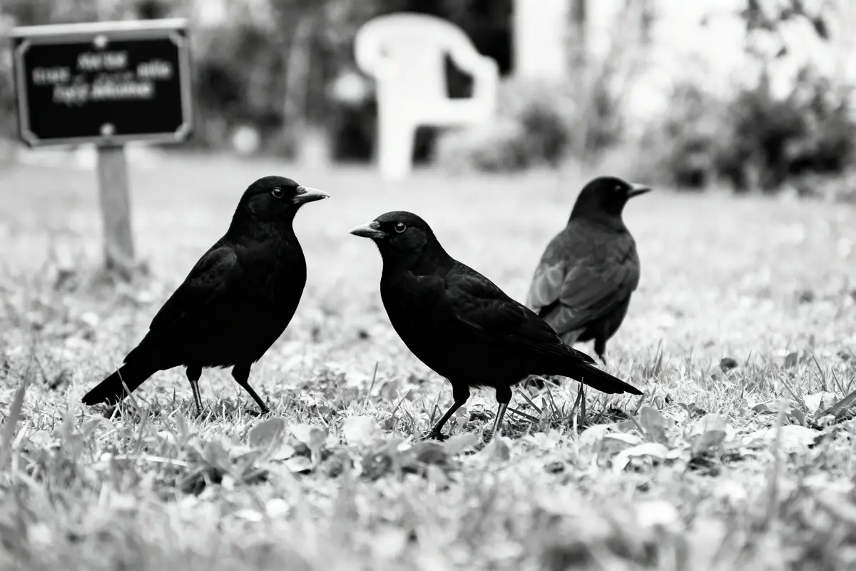Trois corbeaux noirs se tiennent sur l'herbe, avec une chaise floue en arrière-plan. Image en noir et blanc.
