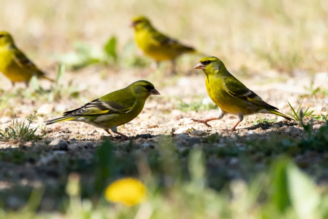 Quatre oiseaux verts sur un sol herbeux ensoleillé, deux sont en avant-plan.