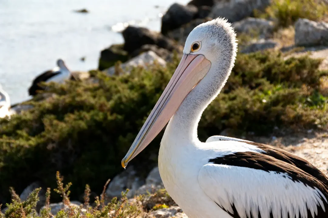 Un pélican se repose près d'un rivage rocheux, entouré de végétation et d'autres oiseaux.