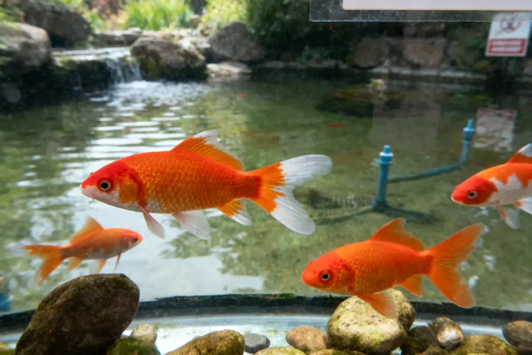 Poissons rouges nageant dans un étang clair avec des pierres au premier plan.