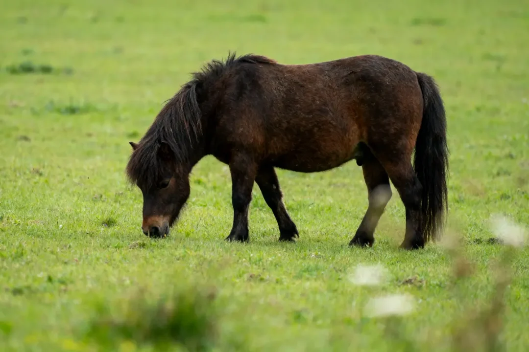 Un poney brun broutant de l'herbe dans un pré verdoyant.