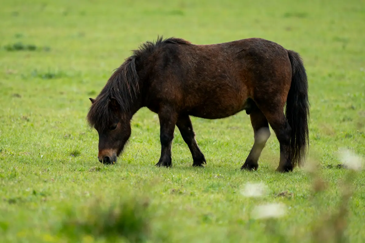 Un poney brun broutant de l'herbe dans un pré verdoyant.